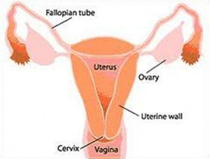 Anatomy of the Female Reproductive System pic