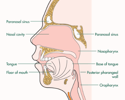 Anatomy of the Oropharynx pics