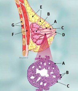 Invasive Ductal Carcinoma (IDC) Image