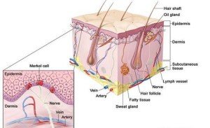 Skin Anatomy Showing Merkel Cell