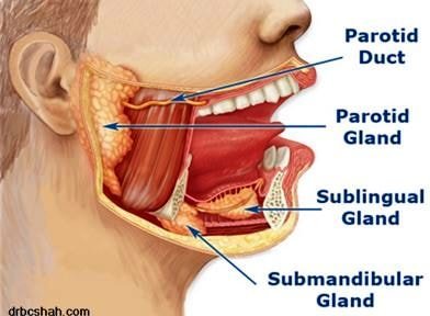 parotid gland location