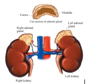 Adrenal Adenoma image