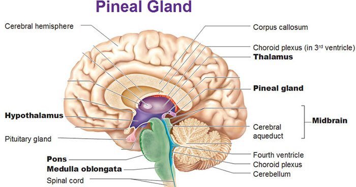 Pineal Gland Tumor - Symptoms, Surgery, Radiology, Prognosis, Diagnosis