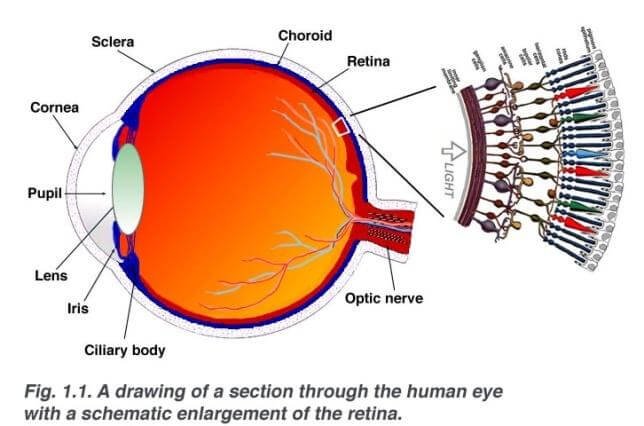 RETINA