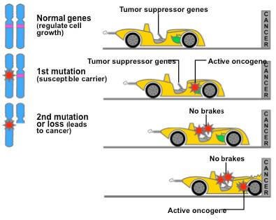 tumor suppressor genes