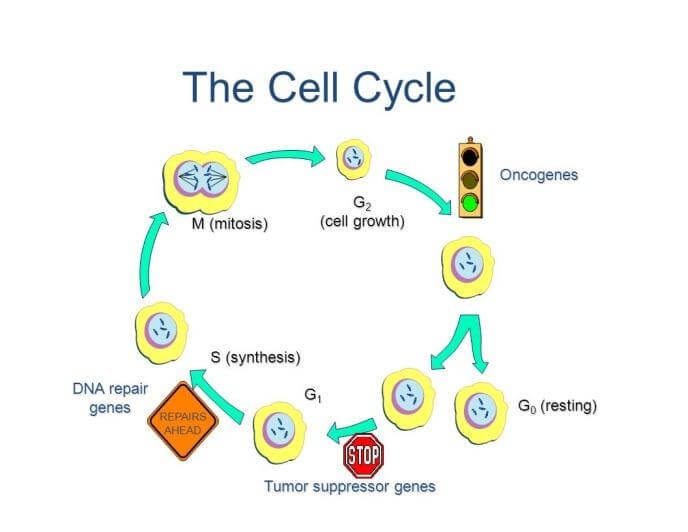 tumor suppressor genes cell cycle