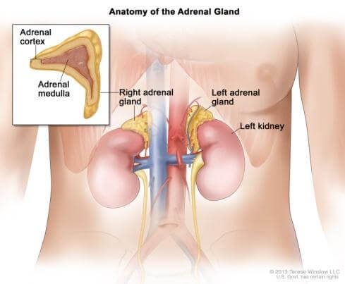 Adrenal Gland Tumor Picture 3