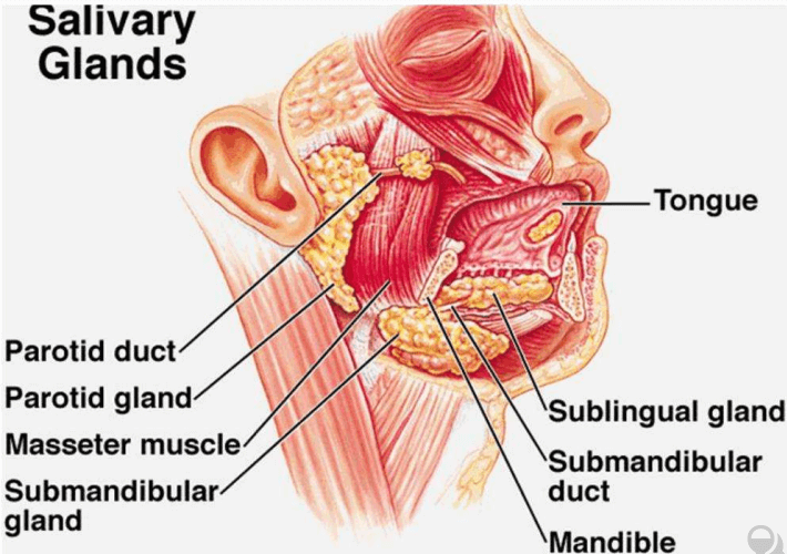 Mucoepidermoid Carcinoma Salivary Grand 