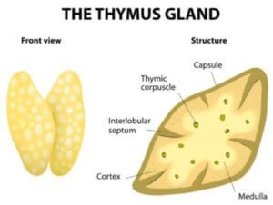 thymus gland anatomy